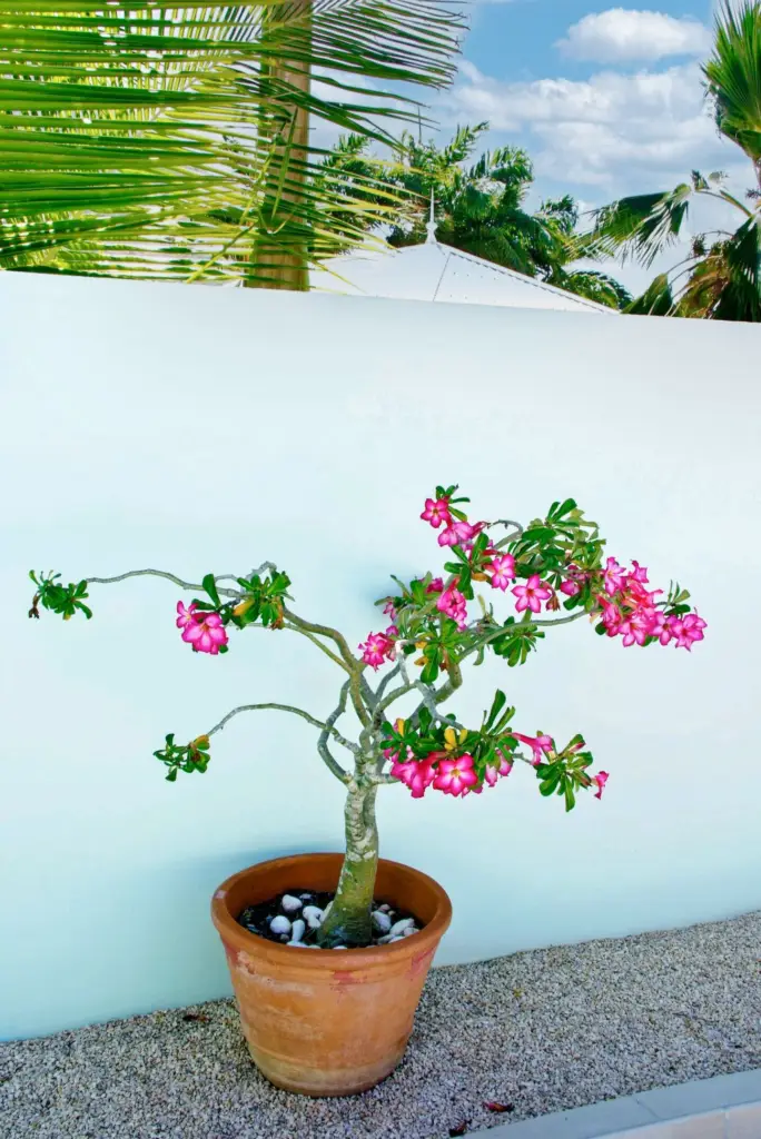 Végétation tropicale